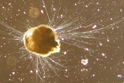 Benthic foraminifer Ammonia tepida. Picture credit: Scott Fay, of UC Berkeley, 2005
